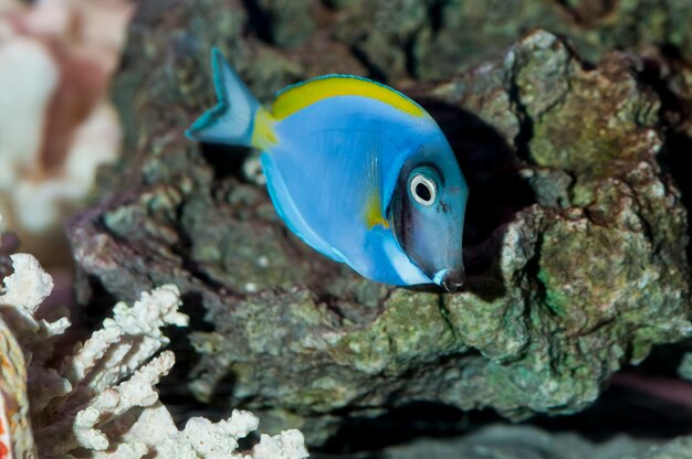 Powder Blue Tang Pływający W Akwarium.