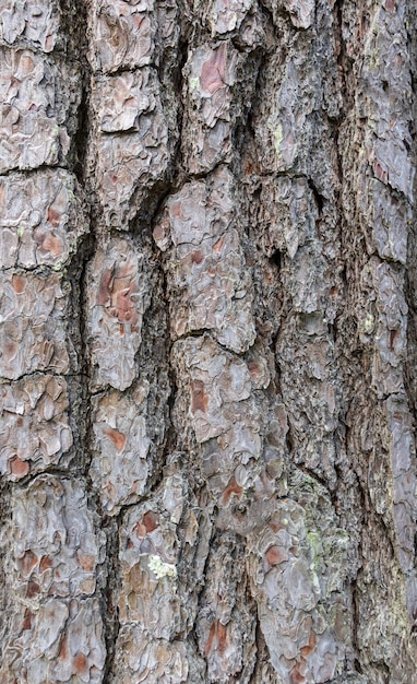 Powierzchni piękne naturalne tło kory