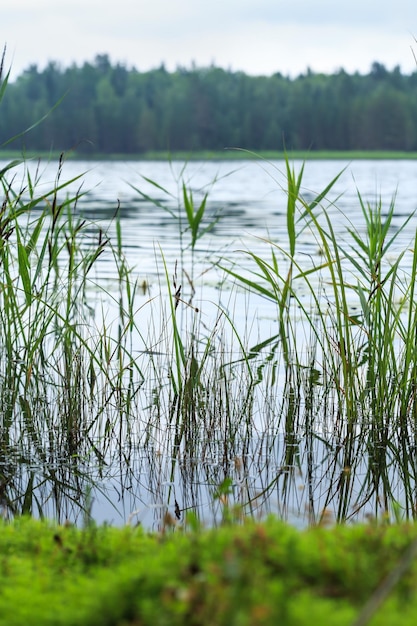 Powierzchnia wody z falami i trzciną