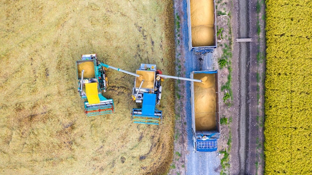 Powietrzny Odgórny Widok żniwiarz Maszyna I Ciężarówka Pracuje W Ryżu Polu, Widok Od Above