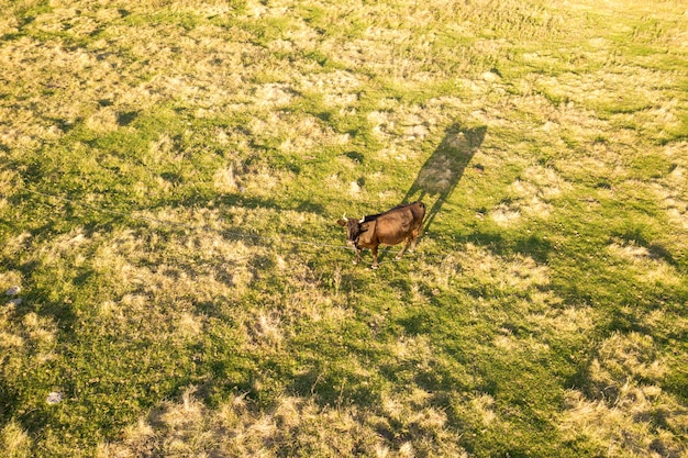 Powietrzny wierzchołka puszka widok krowa pasa samotnie na zielonej łące zaświecającej zmierzchu światłem w lecie.