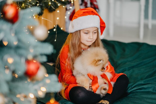 Powitalny prezent na święta pomorskiego szczeniaka. Śliczna dziewczynka otrzymała w prezencie na Boże Narodzenie szczeniaka. Radość z prezentu. Wesołe dziecko.