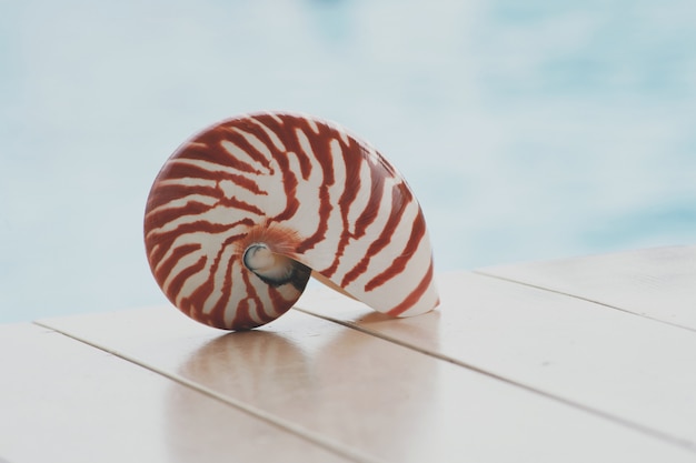 Powłoka nautilusa w tle basenu