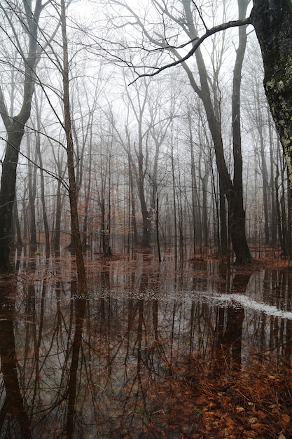Zdjęcie powódź w lesie wczesną wiosną we wschodniej pensylwanii