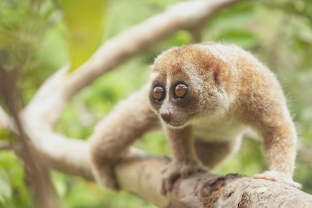 Powolny Loris O Pięknych Oczach