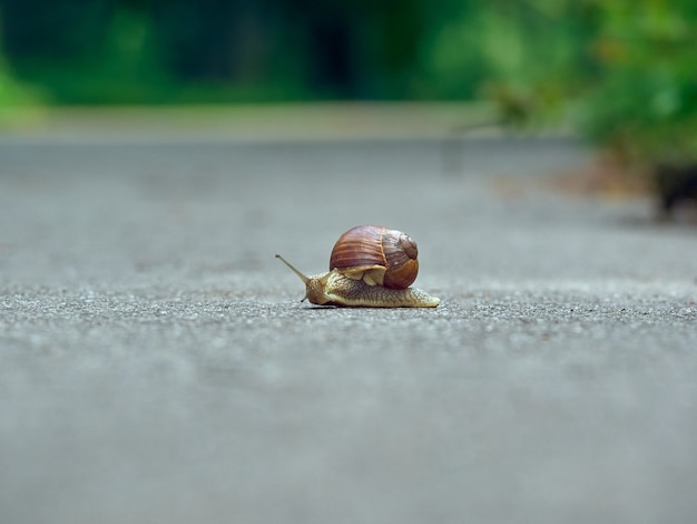 Powolny ślimak winogronowy czołga się po asfalcie w parku