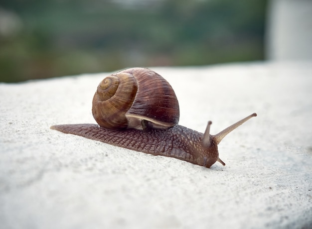 Powolny ślimak winogronowy czołga się po asfalcie w parku