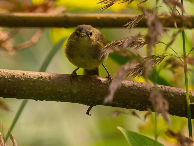 Powszechny chiffchaff siedzący na gałęzi drzewa pośród zieleni Zdjęcie dzikiej przyrody