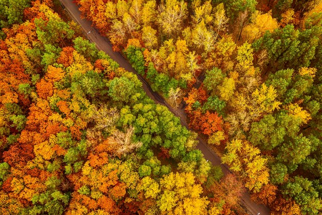 Powyżej formuje się kolorowy jesienny las z pustą drogą uchwyconą dronem. Naturalny krajobraz sezonowy tło.