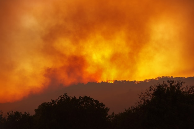 Pożar lasu nocą z daleka z sylwetkami drzew na tle dramatycznego czerwonego nieba