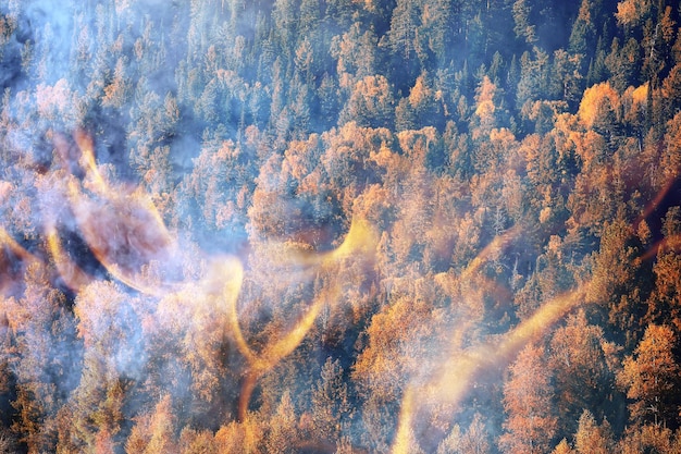 pożar lasu w tle krajobraz, abstrakcyjny ogień i dym w lesie, płoną drzewa suszy