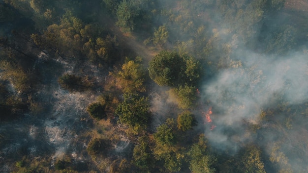 Pożar w lesie. Silny ogień i mgła w lesie