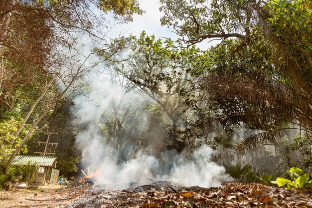 Pożar w tropikalnym lesie z powodu gorącego klimatu. dużo dymu i popiołu, promienie słoneczne przecinają drzewa.