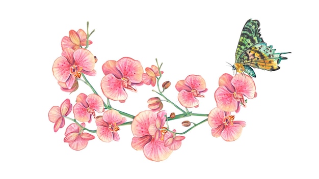 Pozioma gałąź orchidei z motylem Akwarela botaniczna ilustracja tropiku Bukiet kwiatów nadaje się na wesela pocztówki tapety tło opakowania tekstylia spa