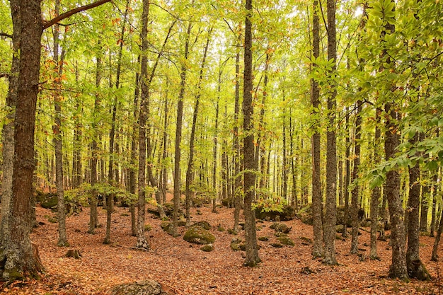 Pozioma panorama kasztanowego lasu jesienią z ziemią pokrytą opadłymi liśćmi