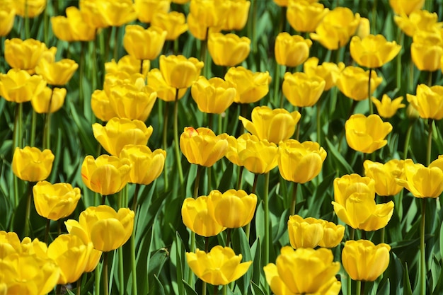 Poziome Tło Jasnożółtego Pola Tulipanów W świetle Słonecznym