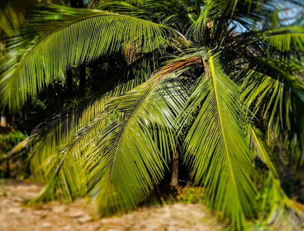 Zdjęcie poziome żywe palmy pozostawia tło bokeh w tle