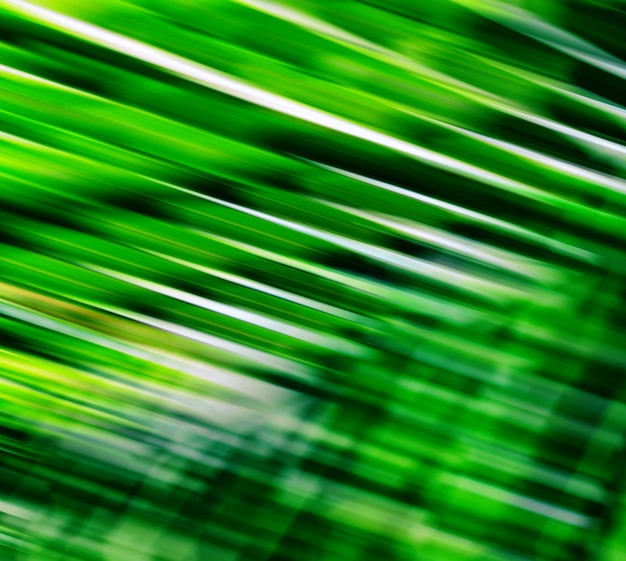 Poziome żywe świeże zielone liście palmowe rozmycie tła ruchu abstrakcji tło