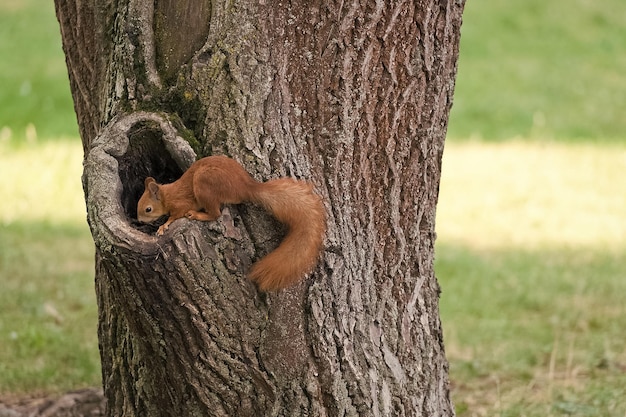 Poznaj Bliżej Przyrodę Czerwona Wiewiórka Wspina Się Po Pniu Drzewa Dzikie Zwierzę W Naturalnym środowisku Słodki Gryzoń Z Puszystym Ogonem Park Przyrody Dzika Przyroda I Fauna Aby Utrzymać Ekosystem, Wszystkie Stworzenia Muszą żyć