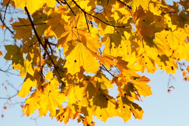 Pożółkłe liście klonu jesienią. Zdjęcie zrobione zbliżenie z małą głębią ostrości.
