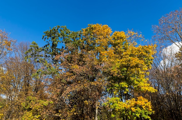 Pożółkłe liście klonu na drzewach w sezonie jesiennym