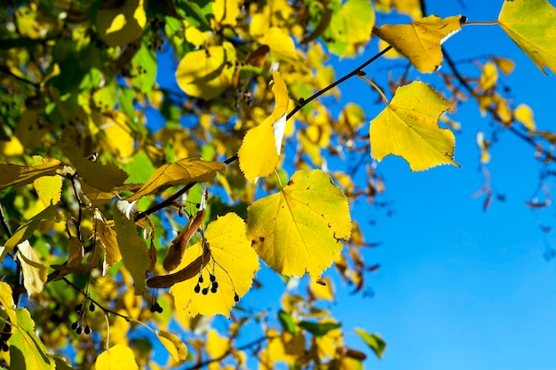 Pożółkłe liście klonu - sfotografowane zbliżenie pożółkłych jesienią, liść klonu, sezon jesienny, mała głębia ostrości