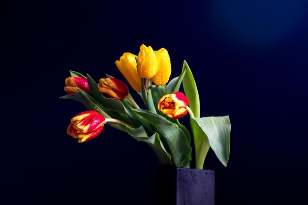 Pożółkłe tulipany z kroplami wody na niebieskim tle czarnego studia