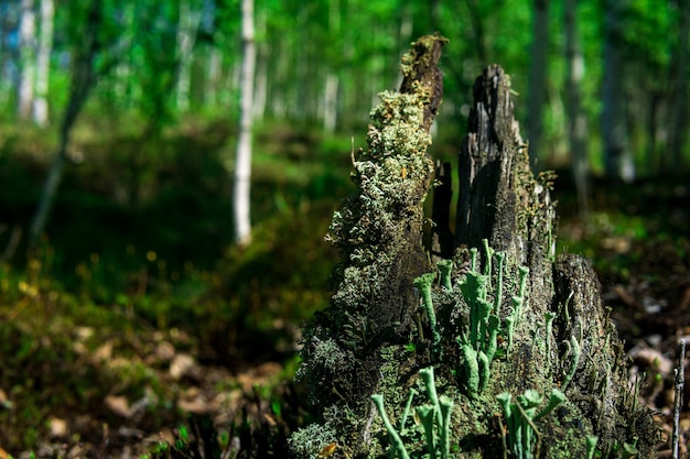 Pozostałości zgniłego pnia w lesie porośniętym mchem i porostami