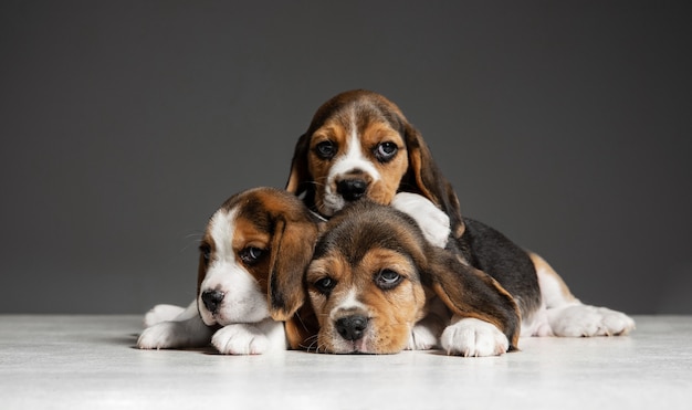 Pozują Szczenięta Beagle Tricolor. śliczne Biało-brązowo-czarne Pieski Lub Zwierzaki Bawiące Się Na Szarej ścianie. Wyglądaj Uważnie I Wesoło. Pojęcie Ruchu, Ruchu, Akcji. Negatywna Przestrzeń.