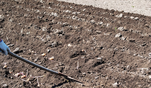 Praca na polu ziemniaków starym ciągnikiem