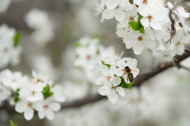 Pracowita pszczoła zbiera miód na pięknych kwiatach dzikiej śliwki w słoneczny, ciepły wiosenny dzień.