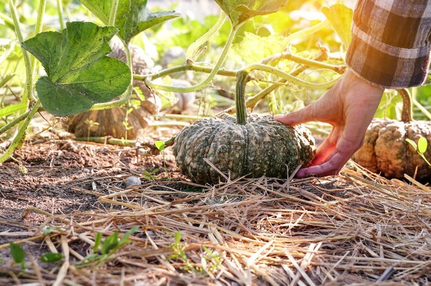 Pracownica zbierająca organiczną tajską dynię w naturalnej farmie ogrodowej Ogrodnicy zbierają dynię w celu sprzedaży na rynek