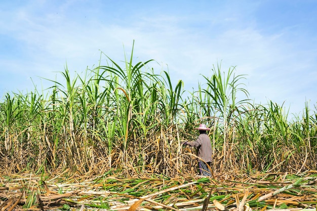 Pracownicy zbierają trzcinę cukrową na wiejskim polu.
