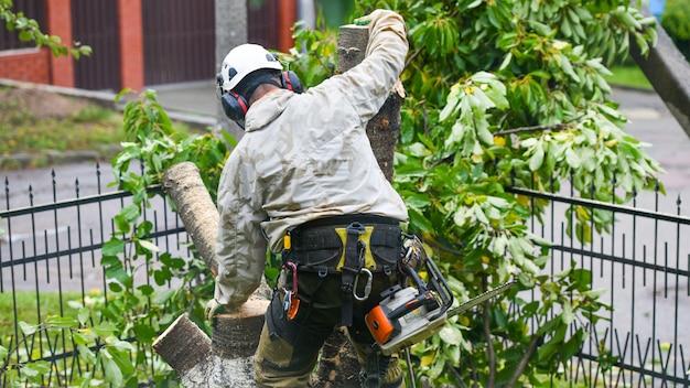 Pracownik w kasku pracuje na wysokości na drzewach. Arywista na białej ścianie. Arborist tnie gałęzie piłą łańcuchową i rzuca je na ziemię. Drwal współpracuje z piłą łańcuchową.