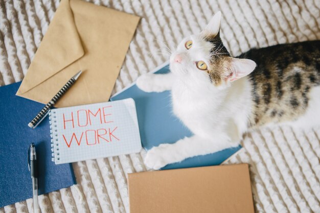 Zdjęcie pracuj w domu, foldery, koperty i kot na łóżku.