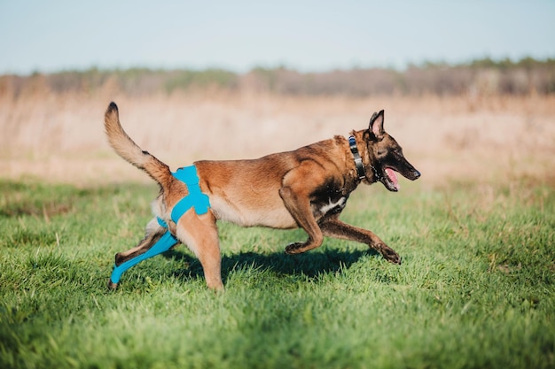 Pracujący Pies Malinois. Owczarek Belgijski. Policja, Pies Stróżujący