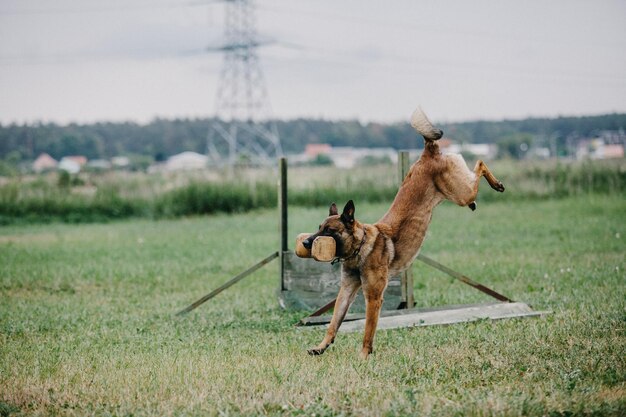 Pracujący Pies Malinois. Owczarek Belgijski. Policja, Pies Stróżujący