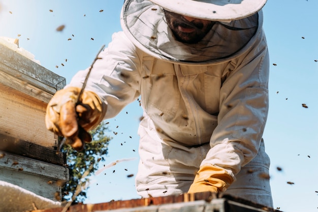 Pracujący pszczelarz zbiera miód