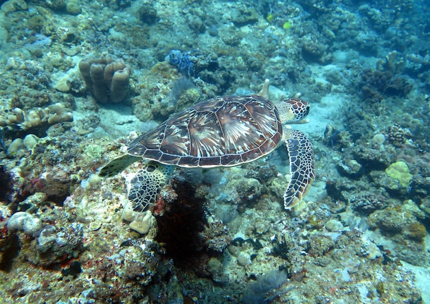 Prąd żółwia szylkretowego na rafie koralowej na wyspie Bali