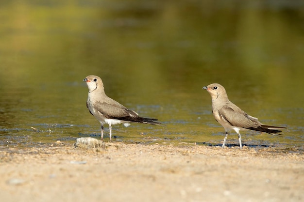 Pratincole z kołnierzykiem w lagunie w środkowej Hiszpanii z ostatnimi światłami popołudnia