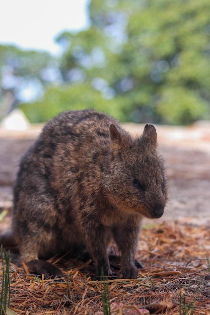 Prawdziwa Kuoka śpiąca Na Zielonym Terenie Australijskiej Wyspy Rottnet