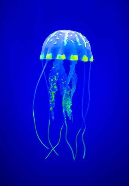 Zdjęcie prawdziwa meduza na niebieskim tle