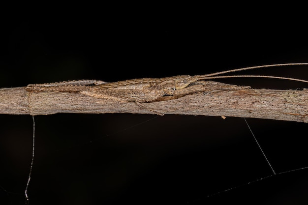 Prawdziwa nimfa Katydid