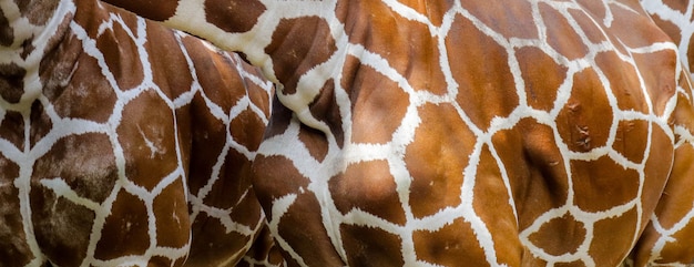 Zdjęcie prawdziwa tekstura wzoru skóry żyrafy dla obrazu tła