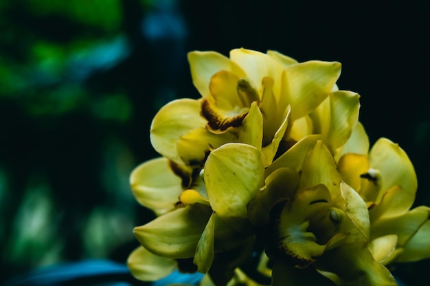 Prawdziwe piękno natura Orchidea tropikalny kwiat roślina vintage kontrast żółty kwiat egzotyczny tajemnica jednolita płatek pręcik słupek kwiat na ciemnym tle botaniczny kwiatowy wzór ogrodnictwo hobby przestrzeń lato