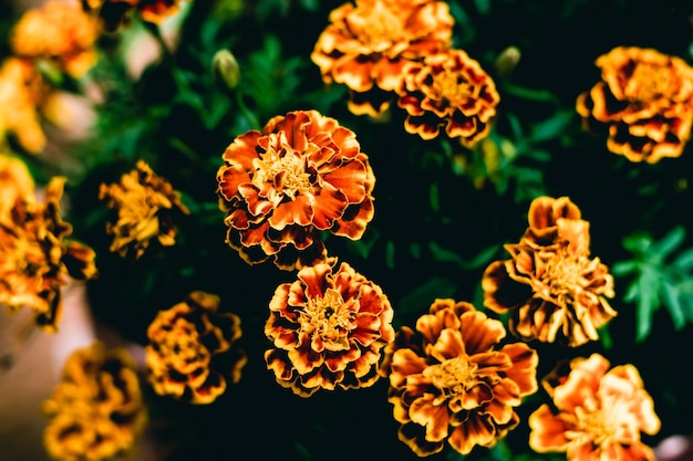 Prawdziwe piękno natura tło Aksamitka zioło kwiat roślina Asteraceae nagietki szafran Bloom złoty pomarańczowy żółty płatek Promień dysk floret Ogrodnictwo kwiatowy wzór lato jesień jasny kontrast