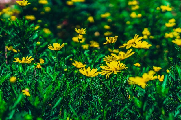 Prawdziwy Abstrakcyjny charakter piękno zdjęcie tło Dużo jasnożółty zielony rumianek zioło kwiat mały kwiat łąka Kwiatowy lato słońce ciepły dzień botaniczna opieka Makro bliska Kwiatostan płatki kwitną