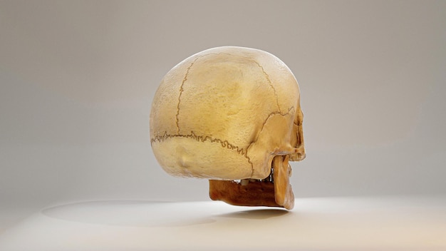Zdjęcie prawdziwy pień czaszki człowieka