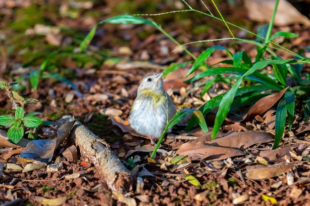 Prawdziwy ptak kanaryjski Sicalis flaveola quotCanario da terraquot