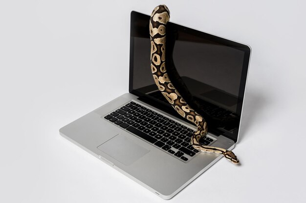Prawdziwy wąż Pythona i laptop Koncepcja wykorzystania języka programowania wysokiego poziomu w inżynierii oprogramowania